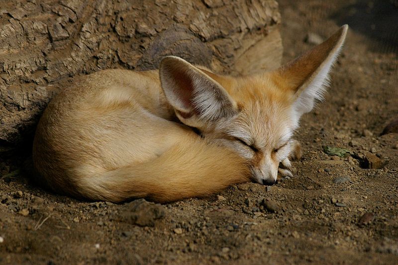 File:Fennecus dormiens.jpg