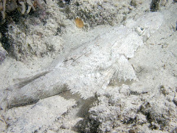 File:Fringe-Lipped Flathead, Kavieng, Papua New Guinea.jpg