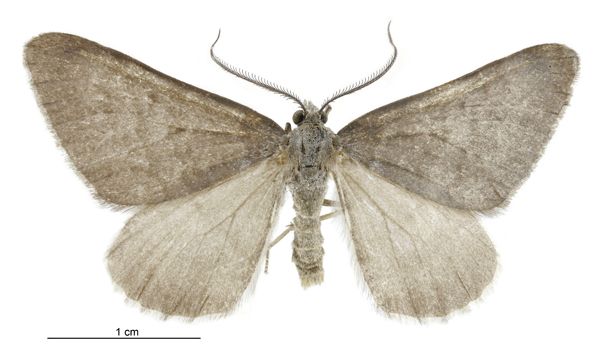 File:Helastia clandestina male.jpg