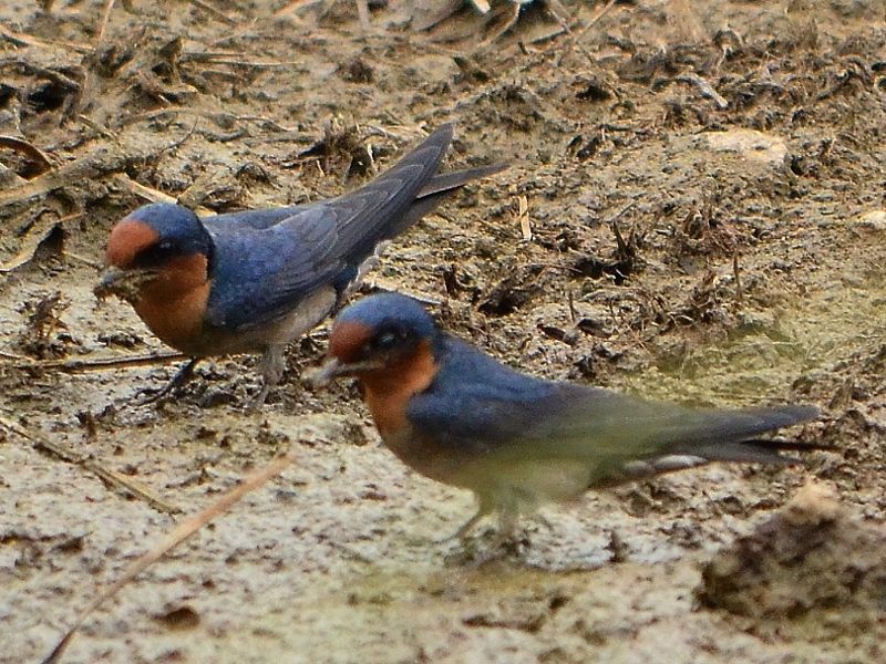 File:Hirundo tahitica(9).JPG