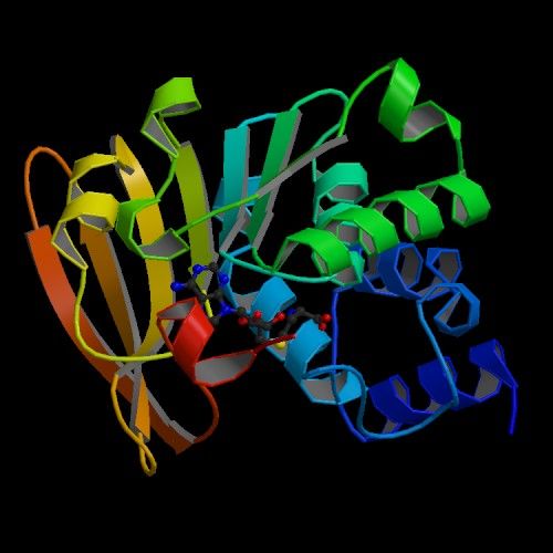 File:Human L-Isoaspartyl Methyltransferase - PDB id 1KR5.jpg