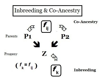 File:Inbreeding & Coancestry.jpg