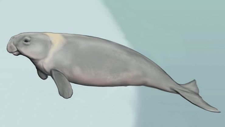 File:Metaxytherium albifontanum.jpg