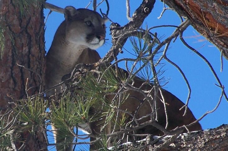 File:MountainLion OnMtTaylor USFS.Jpg