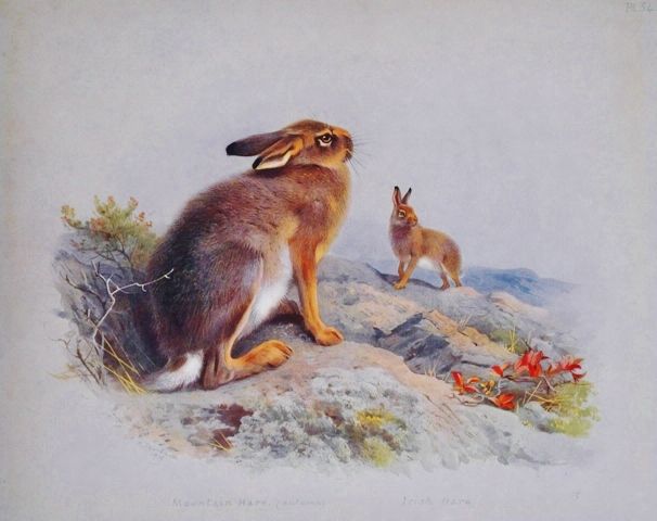 File:Mountain Irish Hare.JPG