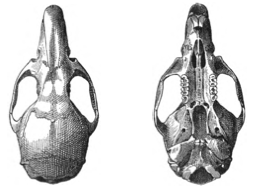 File:Nephelomys devius skull Bangs.png