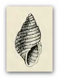 File:Odostomia callipyrga 001.png