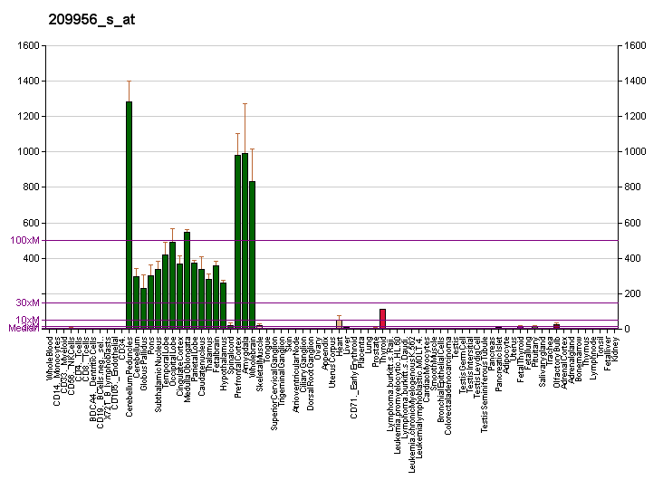 File:PBB GE CAMK2B 209956 s at fs.png