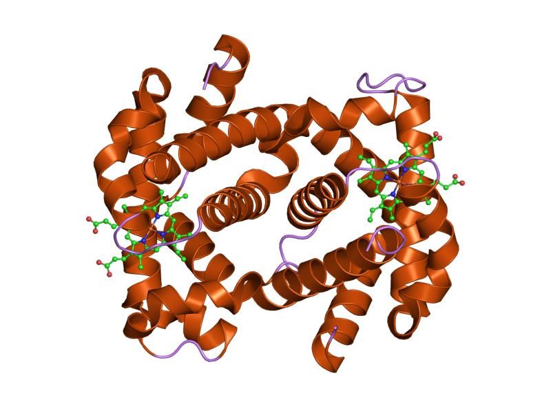 File:PDB 1lft EBI.jpg