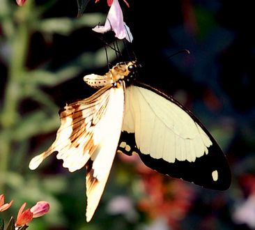 File:Papilio dardanus on flower (cropped).jpg