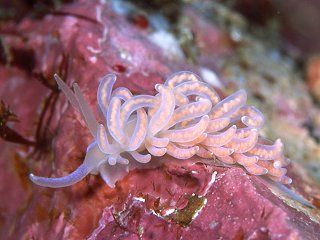 File:Phyllodesmium serratum, Izu.jpg