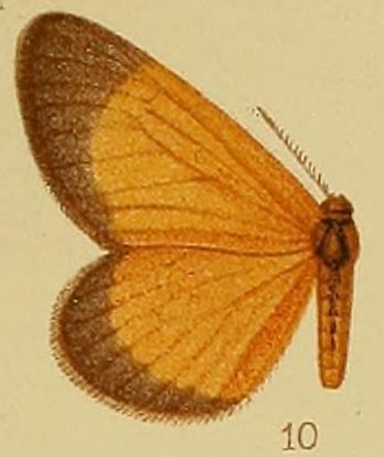 File:Pl.40-fig.10-Staphylinochrous fulva Hampson, 1910.JPG