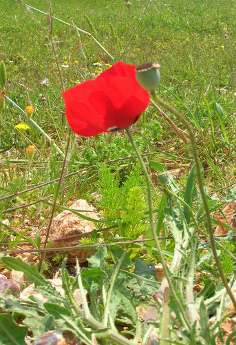 File:Poppy.png