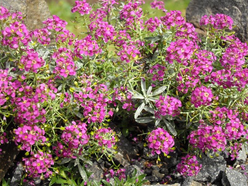 File:Ptilotrichum spinosum 'Purpureum' 1.JPG