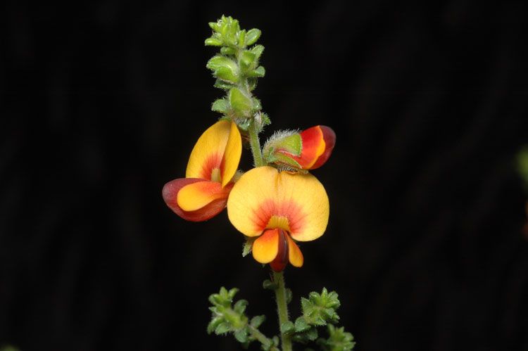 File:Pultenaea foliolosa.jpg