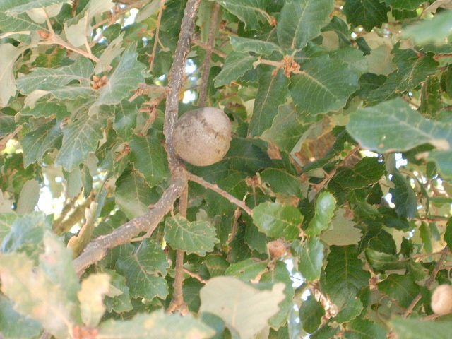 File:Quercus faginea e bugalho.JPG