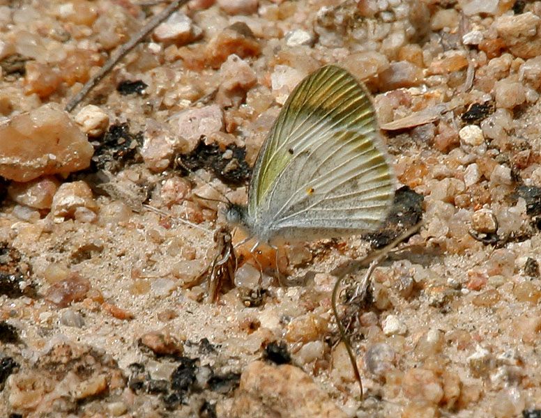 File:Small Orange-Tip (Colotis etrida) W IMG 0156.jpg