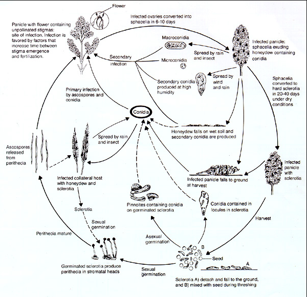 File:Sorghum Ergot.png