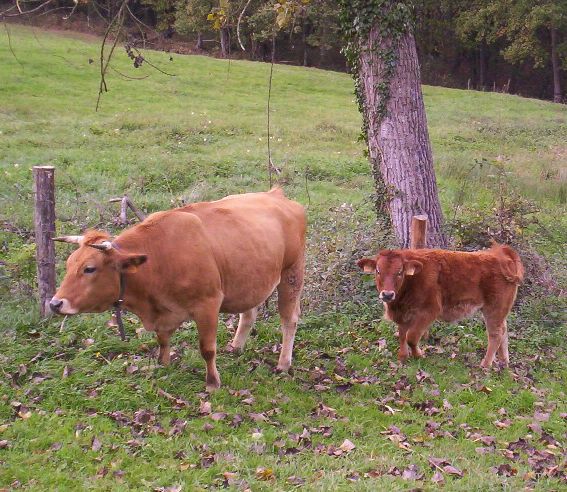 File:Vaca Asturiana de los valles.jpg