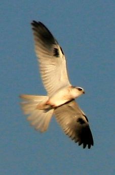 File:White-tailed kite.jpg