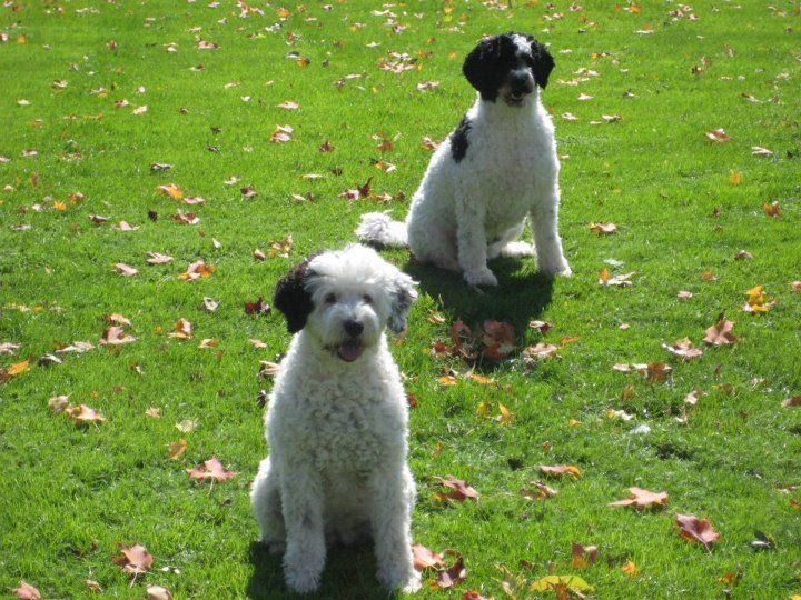 File:White and Black Portuguese Water Dogs.jpg