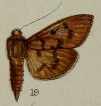 File:19-Phryganodes lanialis=Phostria lanialis (Hampson, 1898).JPG