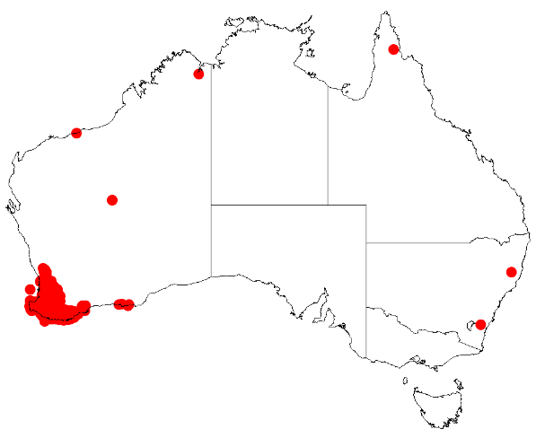 File:Acacia brownianaDistMap134.png