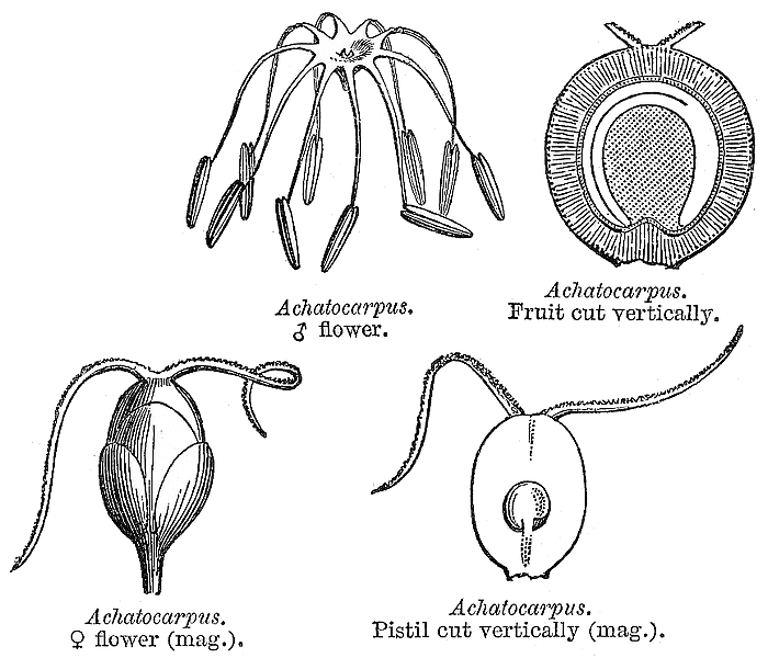 File:Achatocarpus.PNG