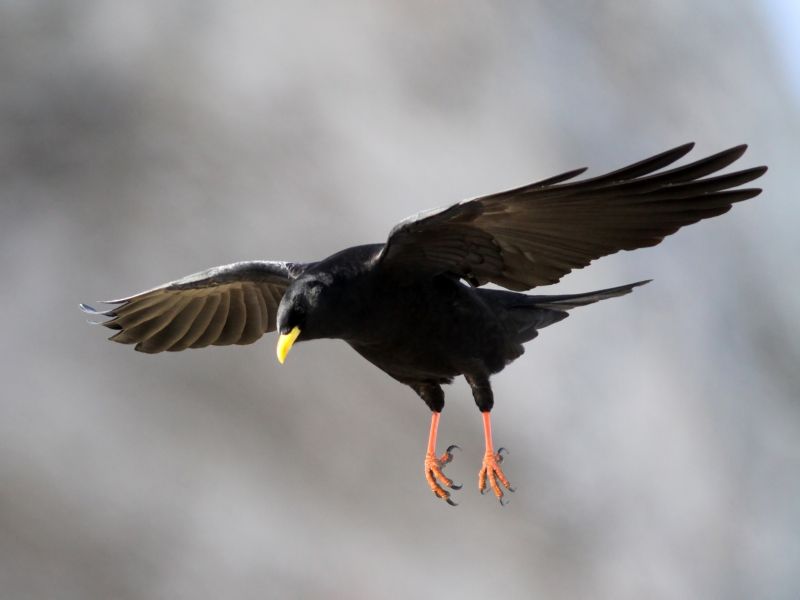 File:Alpine chough (10).JPG