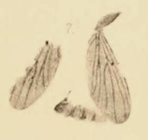 File:Brachypeza abita 1890 pl3 Fig7.png