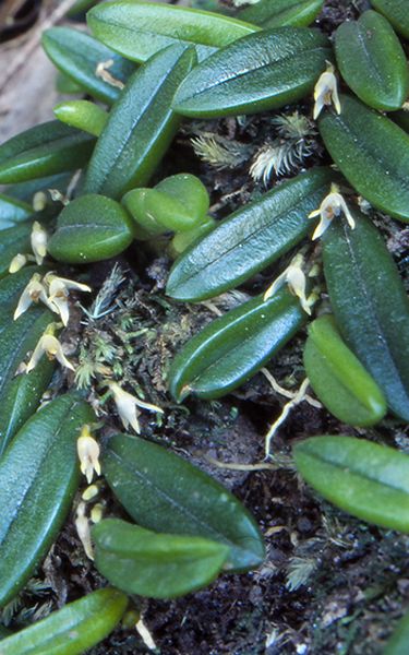 File:Bulbophyllum shepherdii.jpg