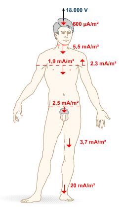 File:CE (efecto en humano)-LMB.png