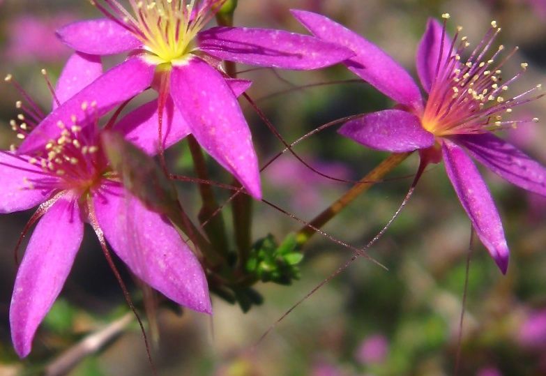 File:Calytrix fraseri (cropped).jpg