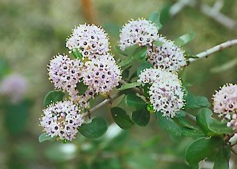 File:Ceanothus cuneatus1.jpg