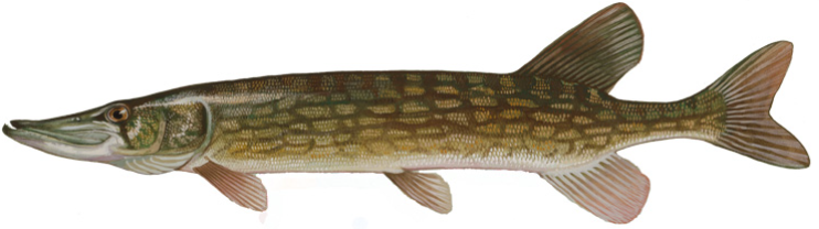 File:Chain pickerel (Duane Raver).png