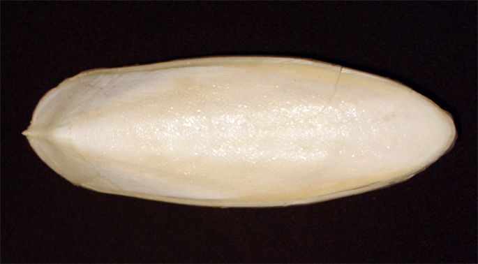 File:Cuttlebone.jpg