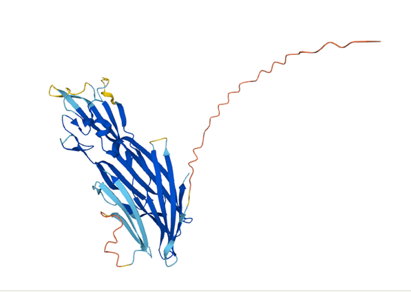 File:Cytotoxin K structure.png