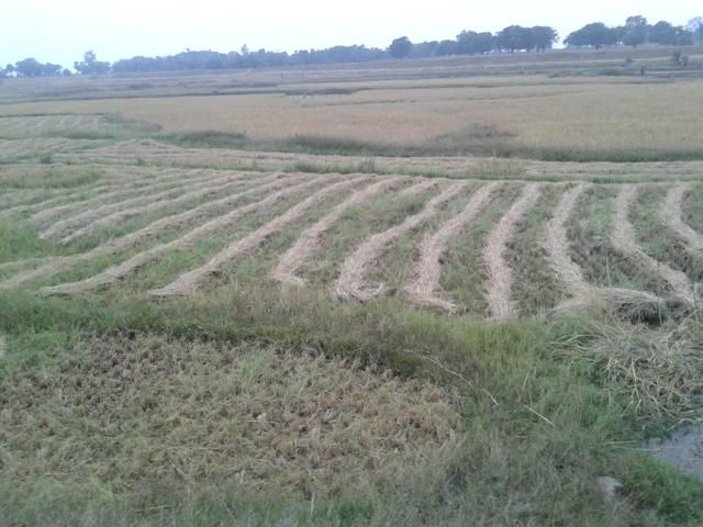 File:Dhan khet.jpg