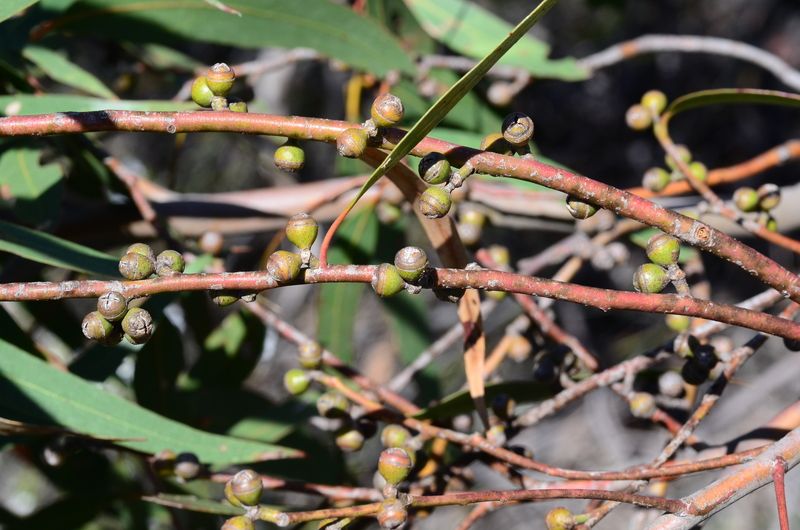 File:Eucalyptus sabulosa fruit.jpg