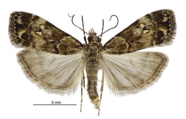 File:Eudonia dinodes male.jpg