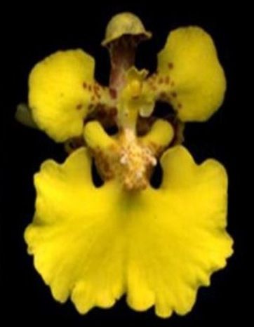 File:Flower of Rossioglossum ampliatum - Rspb.2013.0960-F1.large-right.jpeg