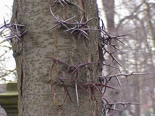 File:Gleditsia sinensis1.jpg