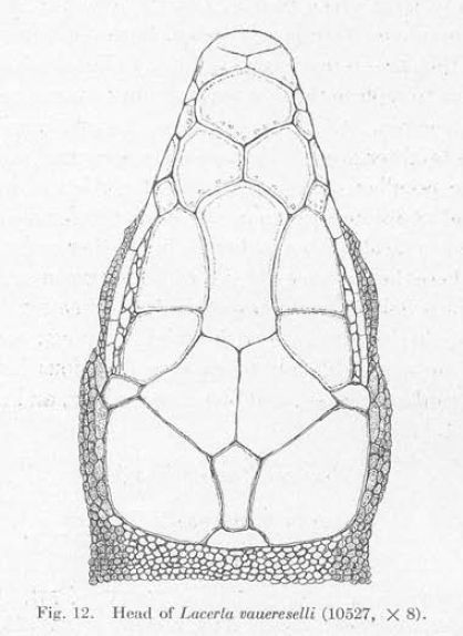 File:Head of Congolacerta vauereselli.jpg