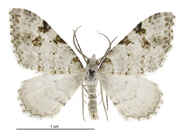 File:Helastia alba male.jpg