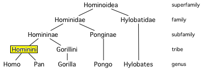 File:Hominini.PNG