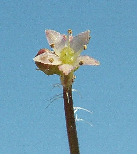 File:Hydrocotyle vulgaris flower kz.jpg