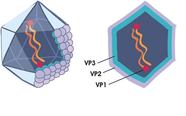 File:IPNV structure.jpg