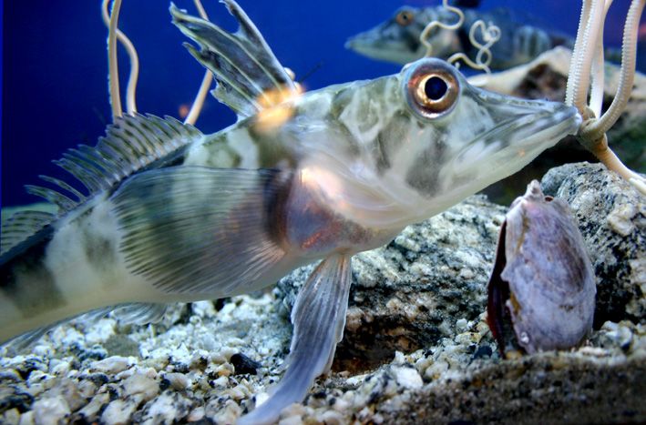 File:Icefish Chionodraco hamatus.jpg