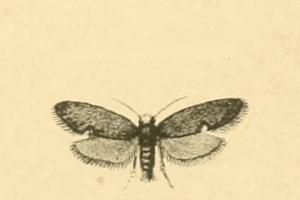 File:Lampronia aeripennella.JPG