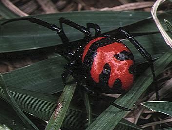 File:Latrodectus.elegans.female.-.tanikawa.jpg